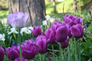 Love the single lavender tulip